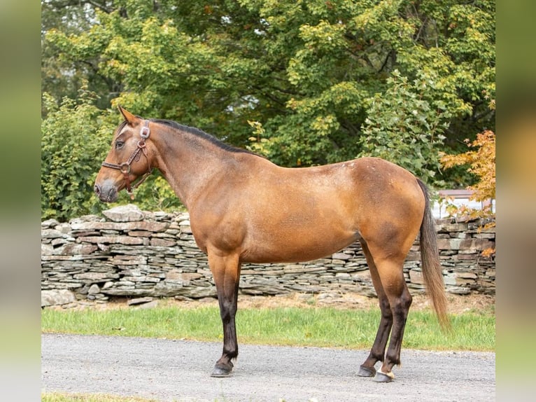 American Quarter Horse Castrone 13 Anni 137 cm Baio ciliegia in Everett, PA