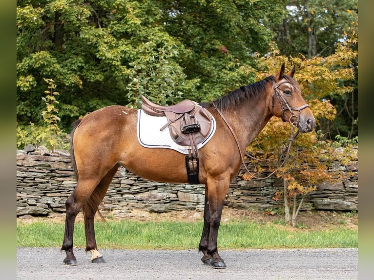 American Quarter Horse Castrone 13 Anni 137 cm Baio ciliegia in Everett, PA