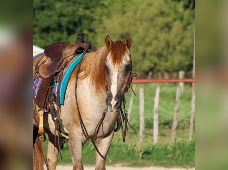 American Quarter Horse Castrone 13 Anni 137 cm Roano rosso in Stephenville TX