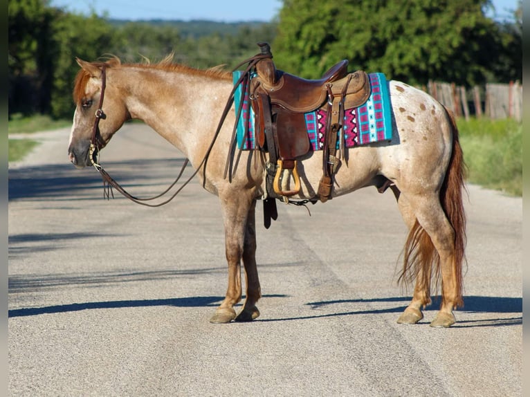 American Quarter Horse Castrone 13 Anni 137 cm Roano rosso in Stephenville TX