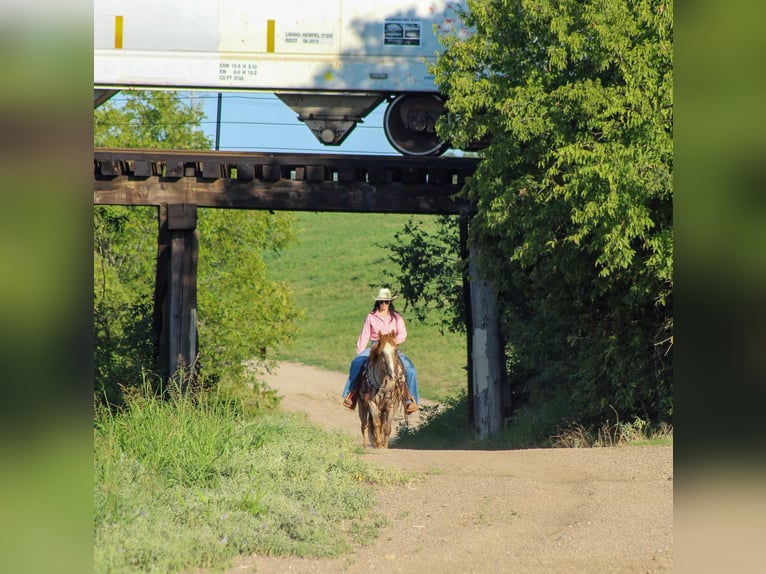 American Quarter Horse Castrone 13 Anni 137 cm Roano rosso in Stephenville TX