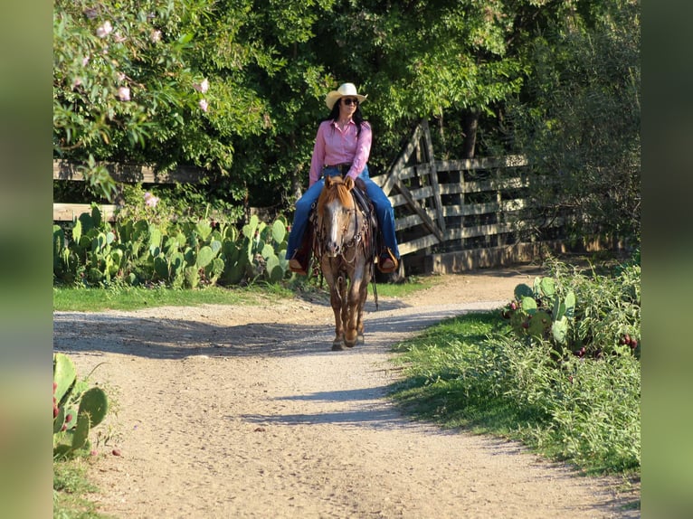 American Quarter Horse Castrone 13 Anni 137 cm Roano rosso in Stephenville TX