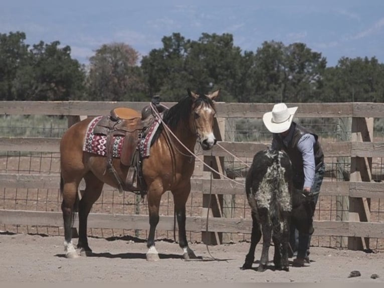 American Quarter Horse Castrone 13 Anni 140 cm Pelle di daino in hotchkiss Co