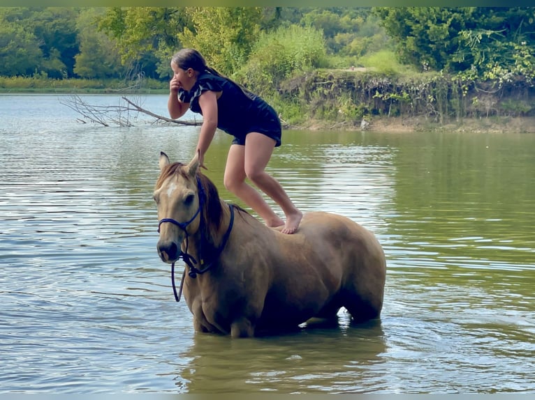 American Quarter Horse Castrone 13 Anni 140 cm Pelle di daino in Forney