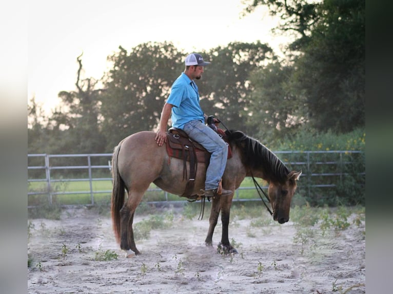 American Quarter Horse Castrone 13 Anni 140 cm Pelle di daino in Slocum TX