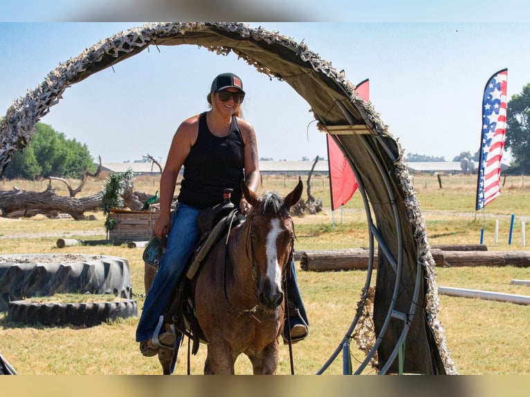 American Quarter Horse Castrone 13 Anni 142 cm Baio roano in Valley Springs CA