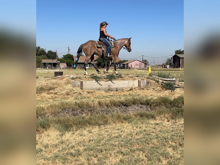 American Quarter Horse Castrone 13 Anni 142 cm Baio roano in Valley Springs CA