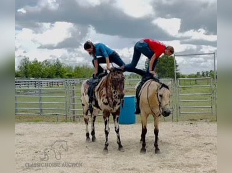 American Quarter Horse Castrone 13 Anni 142 cm in Fort Pierce, FL