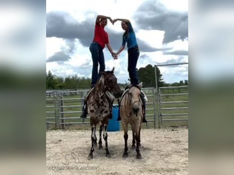 American Quarter Horse Castrone 13 Anni 142 cm in Fort Pierce, FL