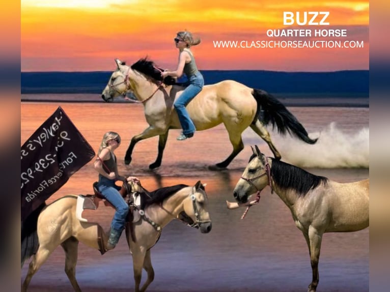 American Quarter Horse Castrone 13 Anni 142 cm in Fort Pierce, FL