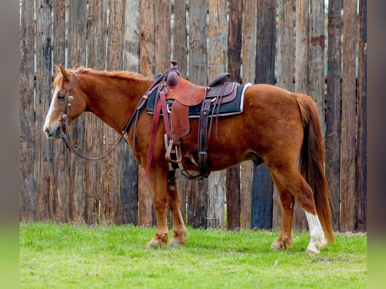 American Quarter Horse Castrone 13 Anni 142 cm Overo-tutti i colori in Weatherford TX