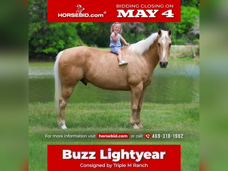 American Quarter Horse Castrone 13 Anni 142 cm Palomino in Forney