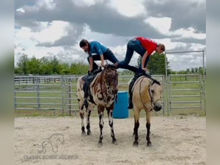 American Quarter Horse Castrone 13 Anni 142 cm Pelle di daino in Fort Pierce, FL