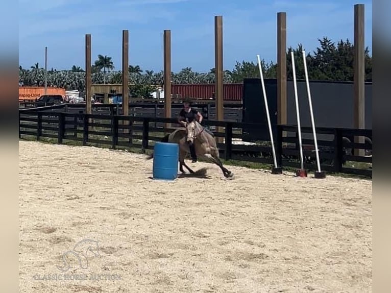 American Quarter Horse Castrone 13 Anni 142 cm Pelle di daino in Fort Pierce, FL