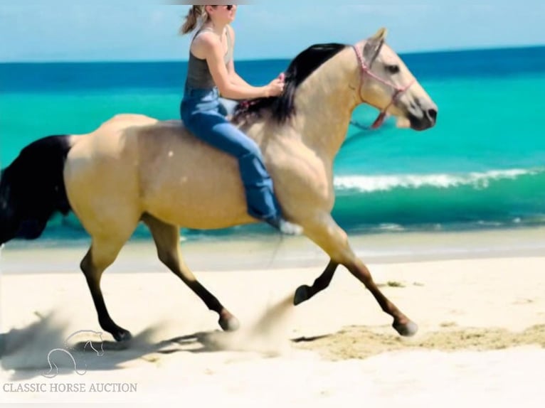 American Quarter Horse Castrone 13 Anni 142 cm Pelle di daino in Fort Pierce, FL