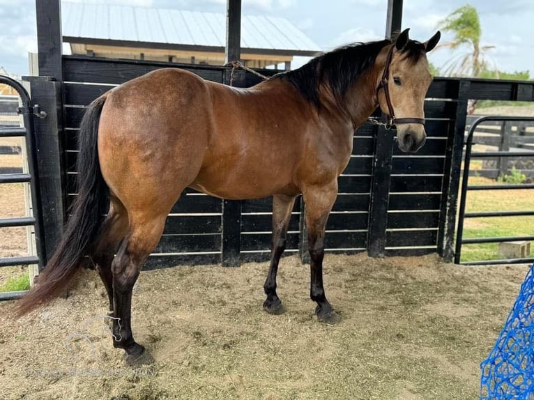 American Quarter Horse Castrone 13 Anni 142 cm Pelle di daino in Fort Pierce, FL