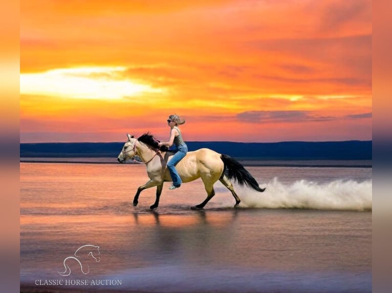 American Quarter Horse Castrone 13 Anni 142 cm Pelle di daino in Fort Pierce, FL