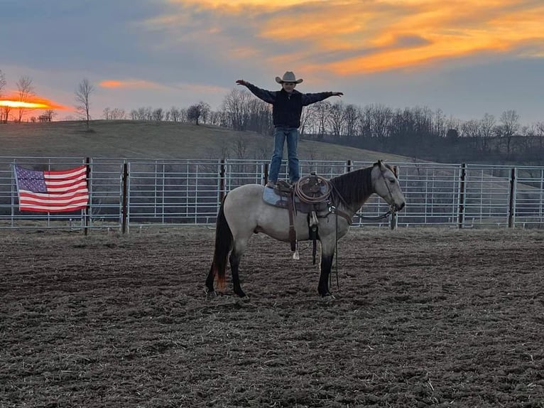 American Quarter Horse Castrone 13 Anni 142 cm Pelle di daino in Maysville KY