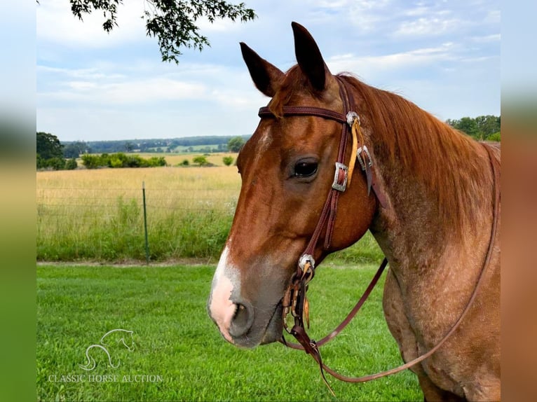 American Quarter Horse Castrone 13 Anni 142 cm Roano rosso in Houston, MO