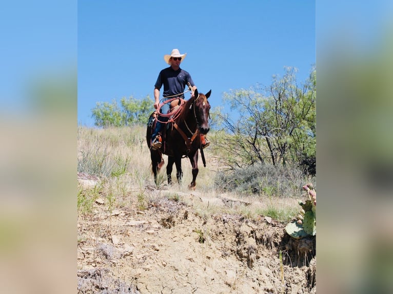 American Quarter Horse Castrone 13 Anni 142 cm Sauro scuro in Graham, TX