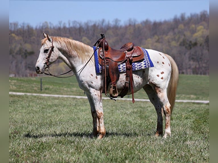 American Quarter Horse Castrone 13 Anni 142 cm Sauro scuro in Whitley City KY