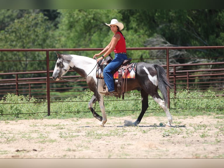 American Quarter Horse Castrone 13 Anni 142 cm Tobiano-tutti i colori in Athens TX