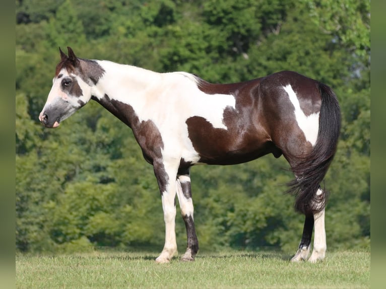 American Quarter Horse Castrone 13 Anni 142 cm Tobiano-tutti i colori in Athens TX