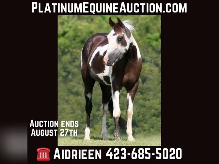 American Quarter Horse Castrone 13 Anni 142 cm Tobiano-tutti i colori in Athens TX