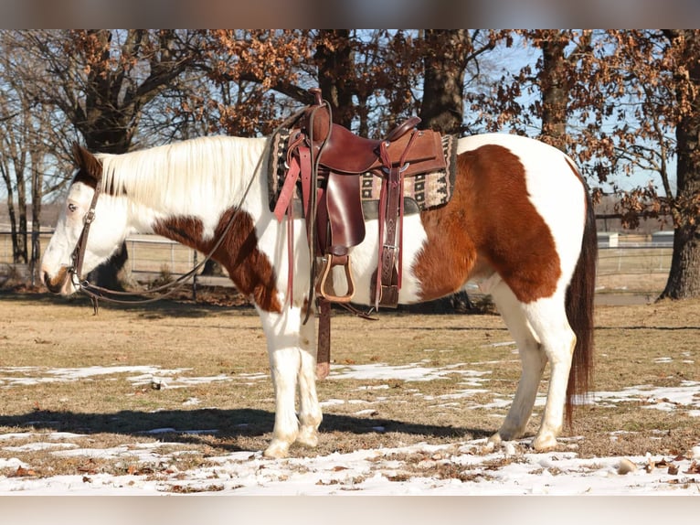 American Quarter Horse Castrone 13 Anni 142 cm Tobiano-tutti i colori in Sallisaw OK