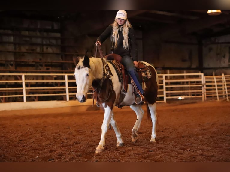 American Quarter Horse Castrone 13 Anni 142 cm Tobiano-tutti i colori in Sallisaw OK