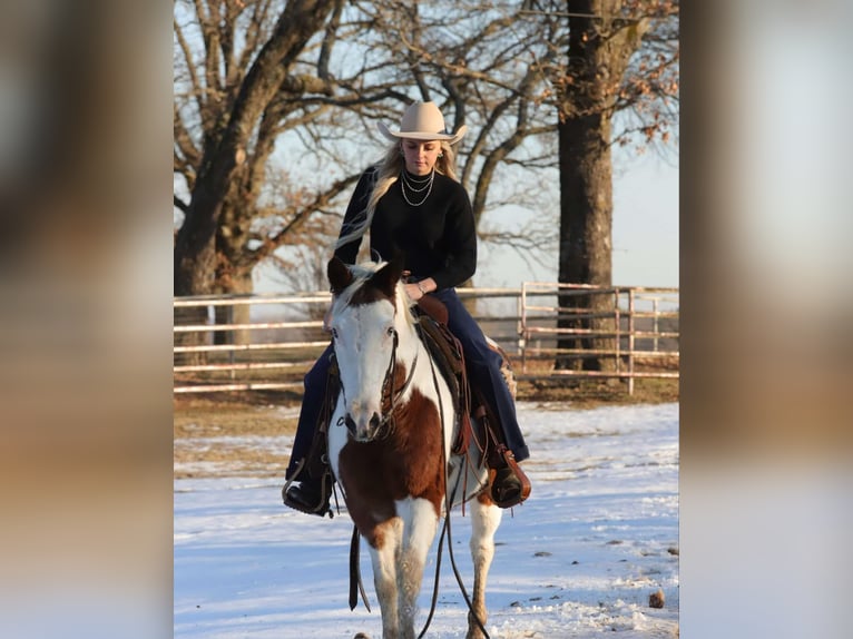 American Quarter Horse Castrone 13 Anni 142 cm Tobiano-tutti i colori in Sallisaw OK