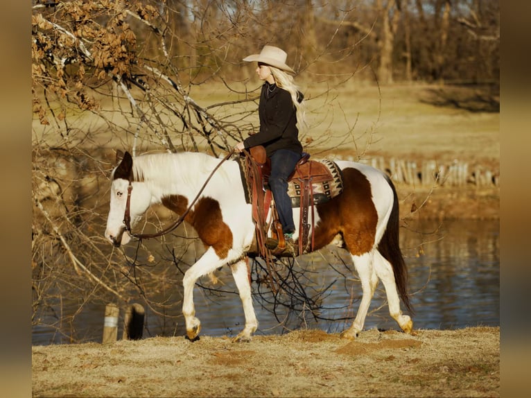 American Quarter Horse Castrone 13 Anni 142 cm Tobiano-tutti i colori in Sallisaw OK