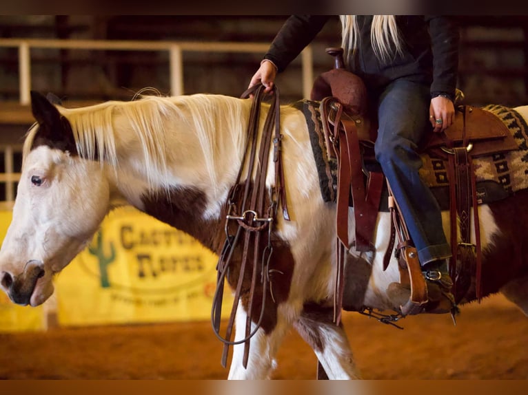 American Quarter Horse Castrone 13 Anni 142 cm Tobiano-tutti i colori in Sallisaw OK