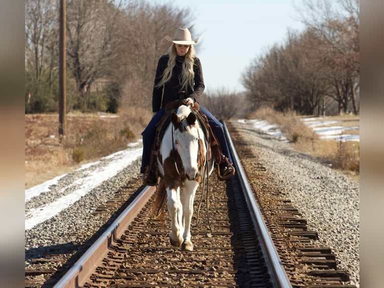 American Quarter Horse Castrone 13 Anni 142 cm Tobiano-tutti i colori in Sallisaw OK