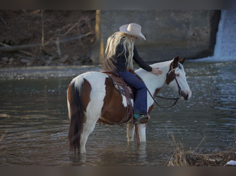 American Quarter Horse Castrone 13 Anni 142 cm Tobiano-tutti i colori in Sallisaw OK