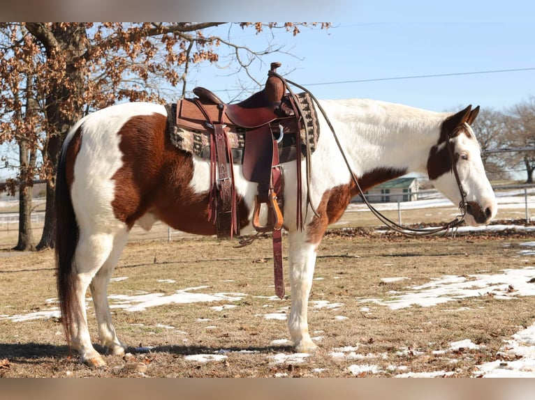 American Quarter Horse Castrone 13 Anni 142 cm Tobiano-tutti i colori in Sallisaw OK