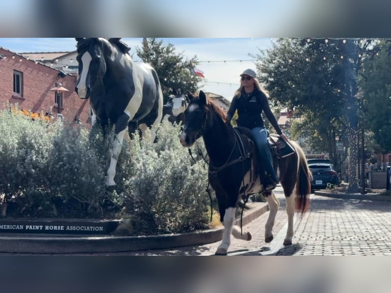 American Quarter Horse Castrone 13 Anni 145 cm Baio roano in Weatherford TX