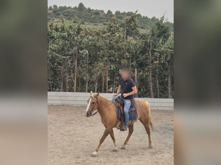 American Quarter Horse Mix Castrone 13 Anni 145 cm Palomino in Moralzarzal