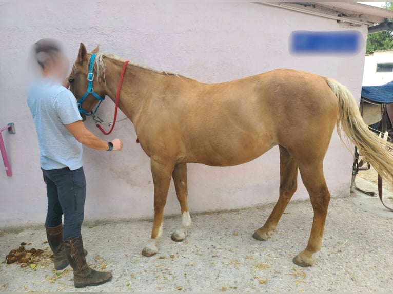 American Quarter Horse Mix Castrone 13 Anni 145 cm Palomino in Moralzarzal