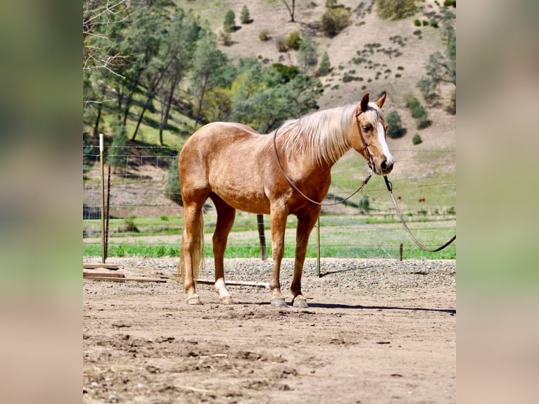 American Quarter Horse Castrone 13 Anni 145 cm Palomino in Bittewater CA