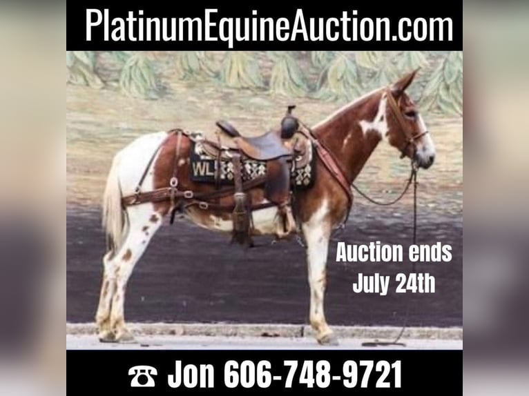 American Quarter Horse Castrone 13 Anni 145 cm Sauro scuro in Brooksville KY