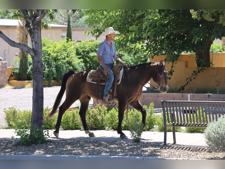 American Quarter Horse Castrone 13 Anni 147 cm Baio ciliegia in Camp Verde AZ