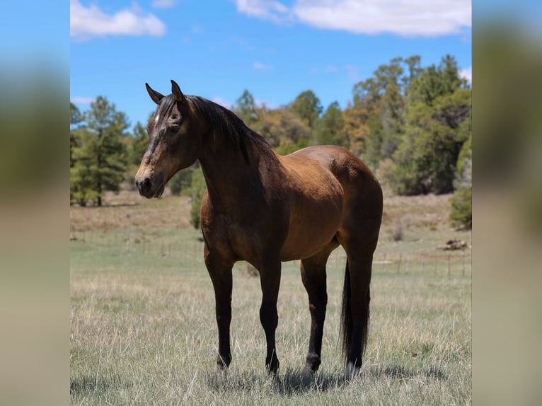 American Quarter Horse Castrone 13 Anni 147 cm Baio ciliegia in Camp Verde AZ