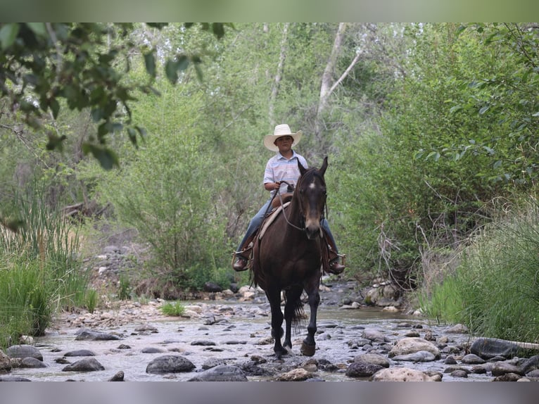 American Quarter Horse Castrone 13 Anni 147 cm Baio ciliegia in Camp Verde AZ