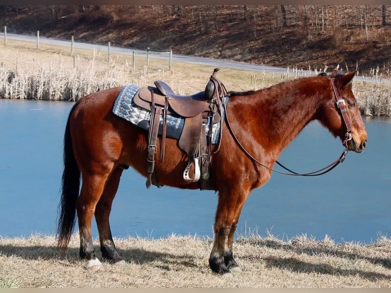 American Quarter Horse Castrone 13 Anni 147 cm Baio ciliegia in Everette PA