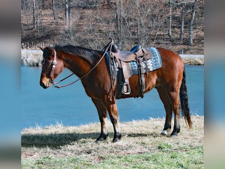 American Quarter Horse Castrone 13 Anni 147 cm Baio ciliegia in Everette PA