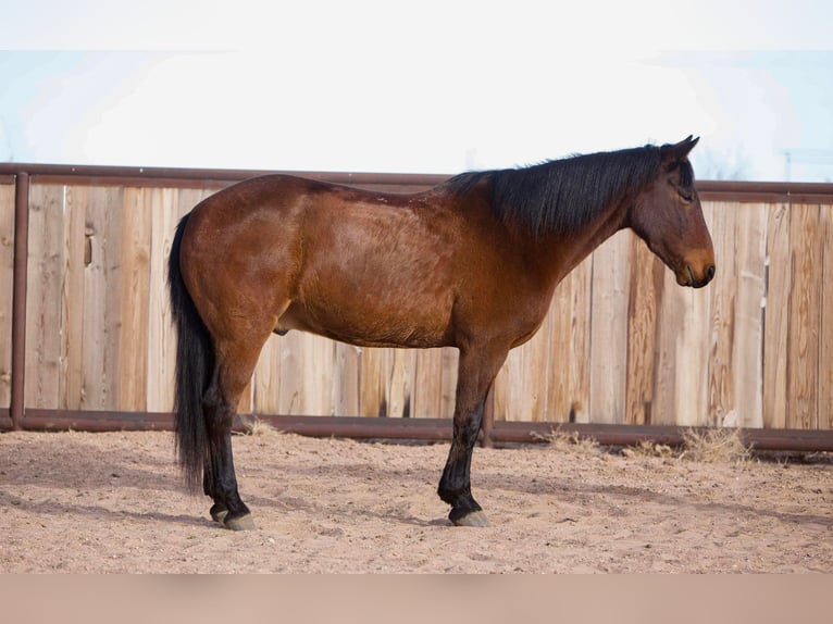 American Quarter Horse Castrone 13 Anni 147 cm Baio ciliegia in Amarillo tx