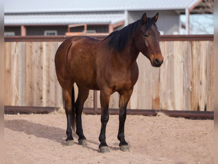 American Quarter Horse Castrone 13 Anni 147 cm Baio ciliegia in Amarillo tx