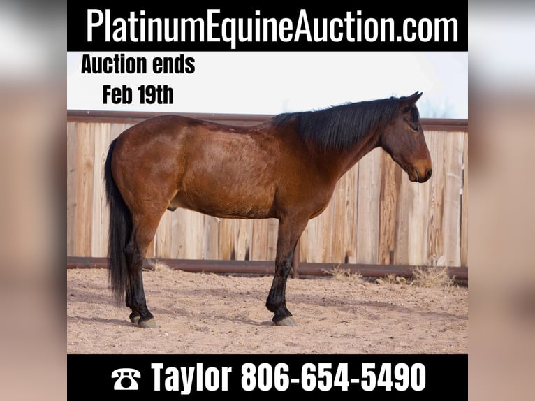 American Quarter Horse Castrone 13 Anni 147 cm Baio ciliegia in Amarillo tx