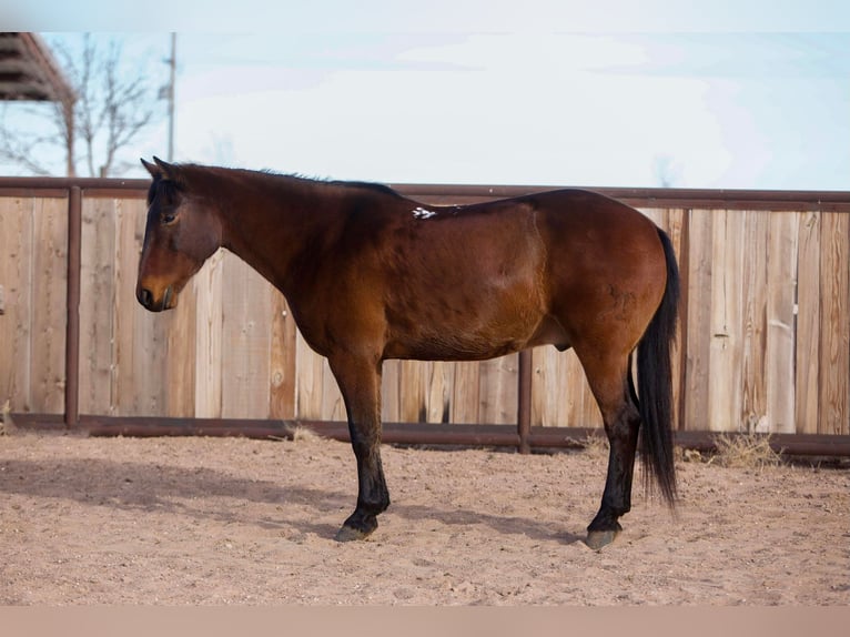 American Quarter Horse Castrone 13 Anni 147 cm Baio ciliegia in Amarillo tx